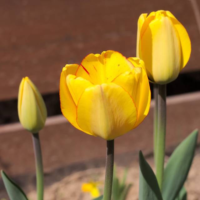 Tulipe Blushing Apeldoorn (Retired electrician / Wikimedia)