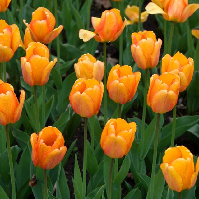 Tulipe Blushing Apeldoorn (Robin Dawes)