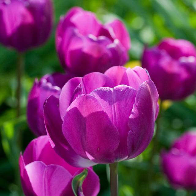 Tulipe Negrita (angelskiss31)