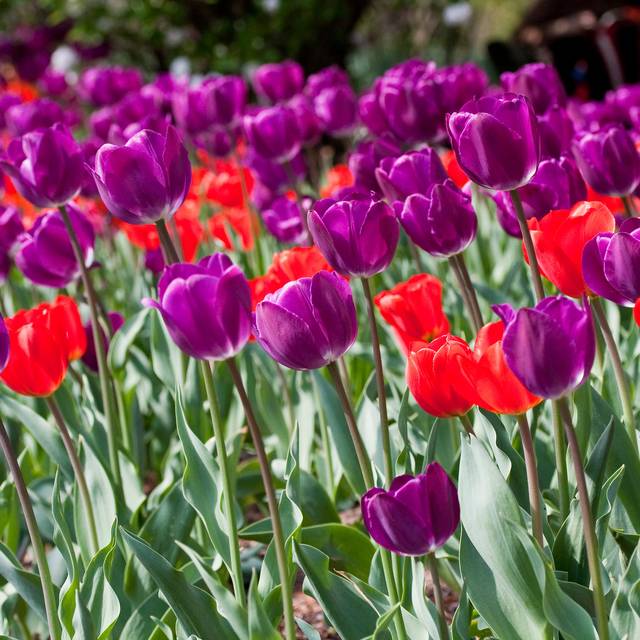 Tulipe Negrita (Angelskiss31)
