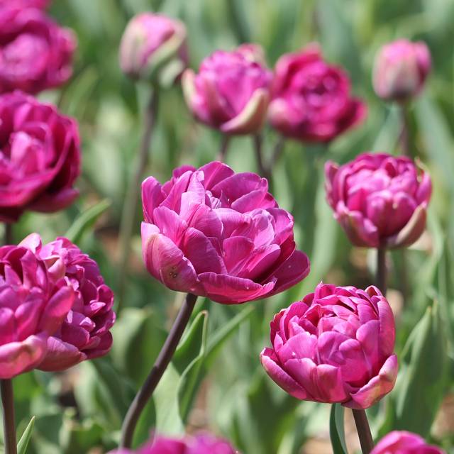 Tulipe Blue Diamond (Arashiyama / wikimedia.org)