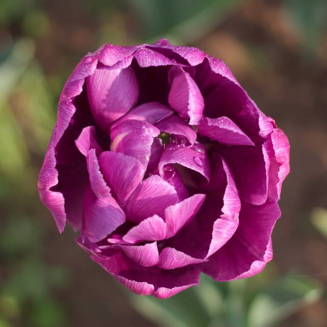 Tulipe Blue Diamond (Retired electrician / wikimedia.org)