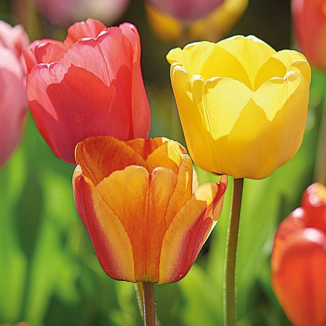 Tulipe Darwin en mélange