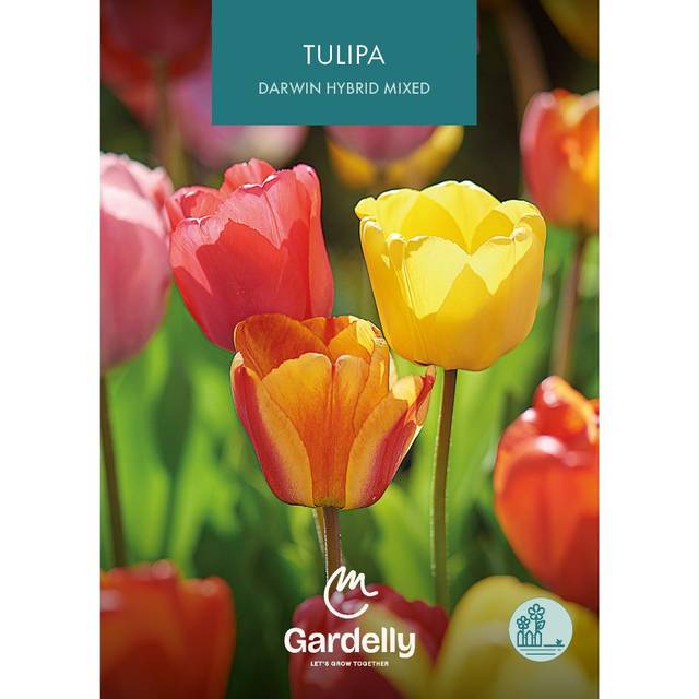 Tulipe Darwin en mélange