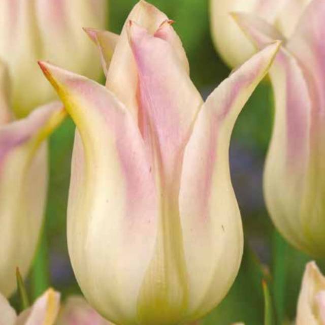 Tulipe Elegant Lady