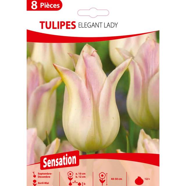 Tulipe Elegant Lady