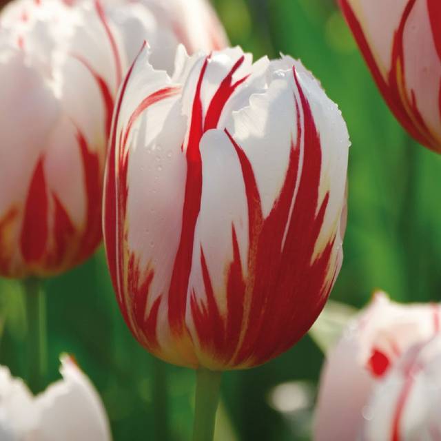 Tulipe Happy Génération