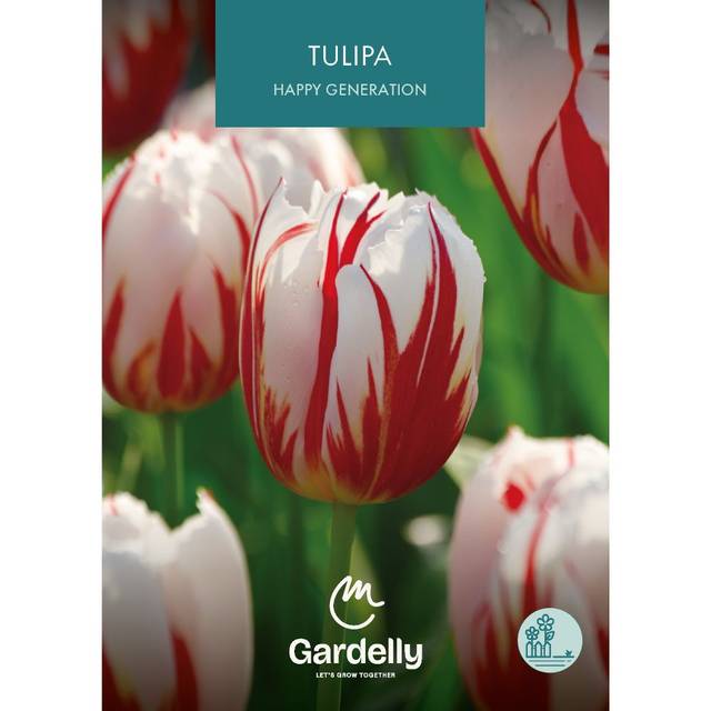 Tulipe Happy Génération
