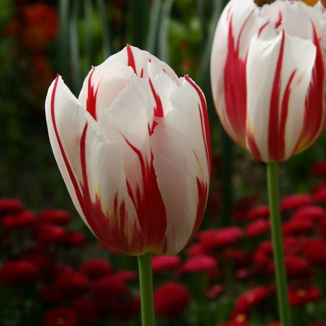 Tulipe Happy Génération (MEL)