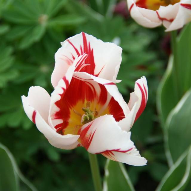 Tulipe Happy Génération (MEL)