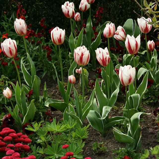 Tulipe Happy Génération (MEL)