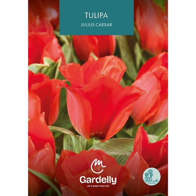 Tulipe Julius Caesar
