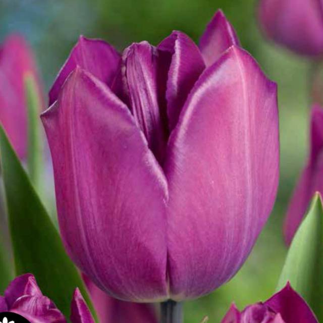 Tulipe Negrita