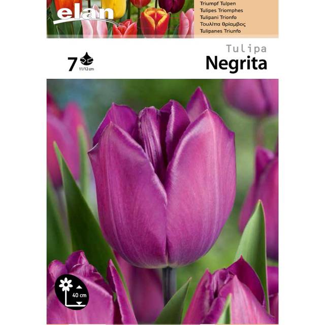 Tulipe Negrita