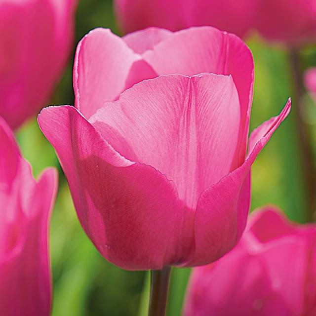 Tulipe Pink Ardour