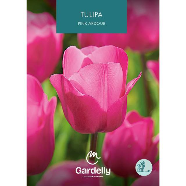 Tulipe Pink Ardour