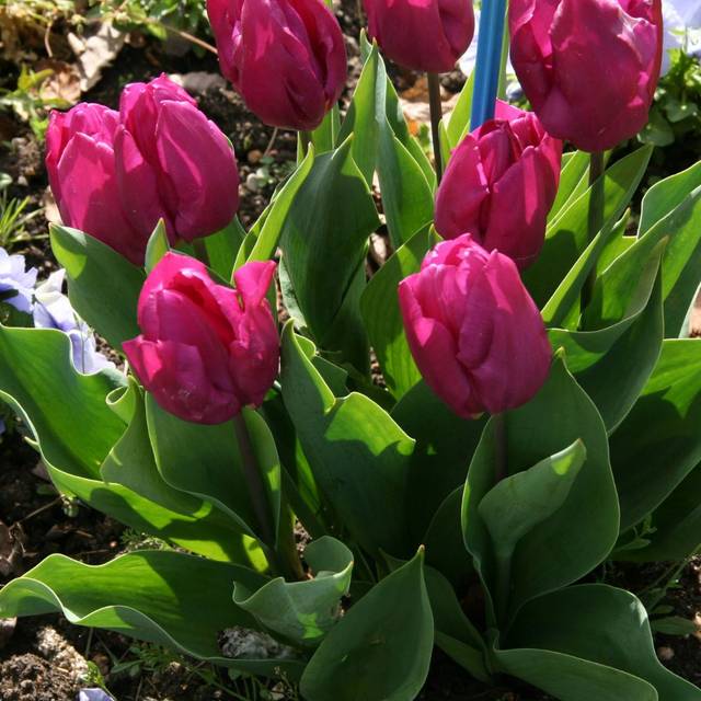 Tulipe Purple Prince (MEL)