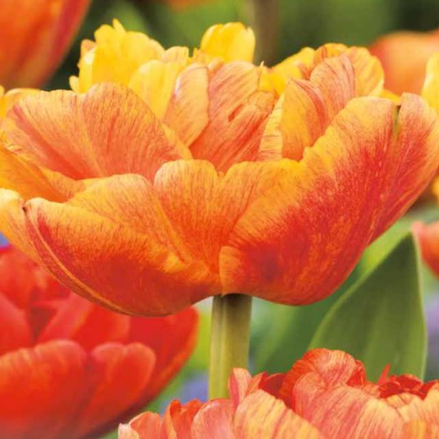 Tulipe Sun Lover