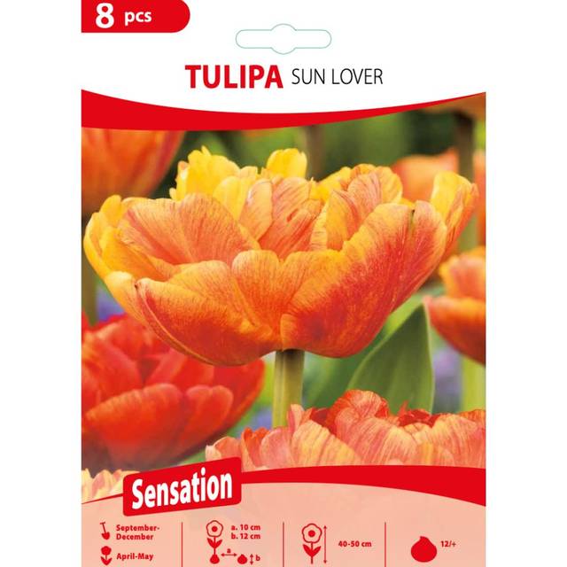 Tulipe Sun Lover