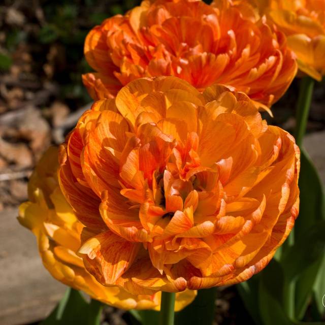 Tulipe Sun Lover (Jean Weber)