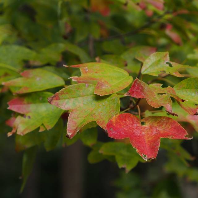 Erable trident - Acer buergerianum (harum.koh)