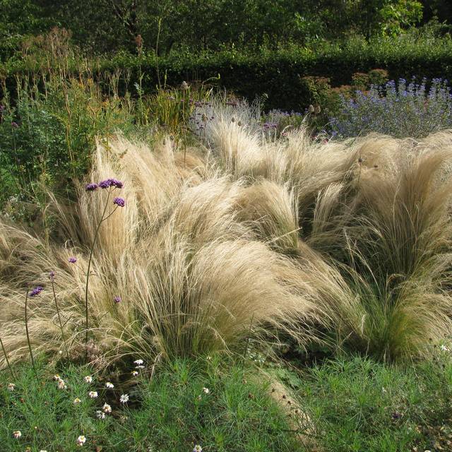 Cheveux d'ange - Stipa tenuifolia ou tenuissima (RASSIL)