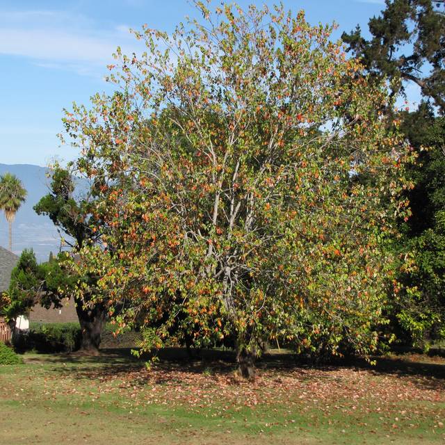 Erable trident - Acer buergerianum ( Forest and Kim Starr)