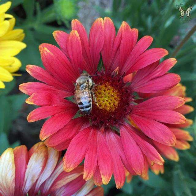 Gaillardes naines 'Arizona Red Shades' (Gaillardia) ( Swallowtail Garden Seeds)