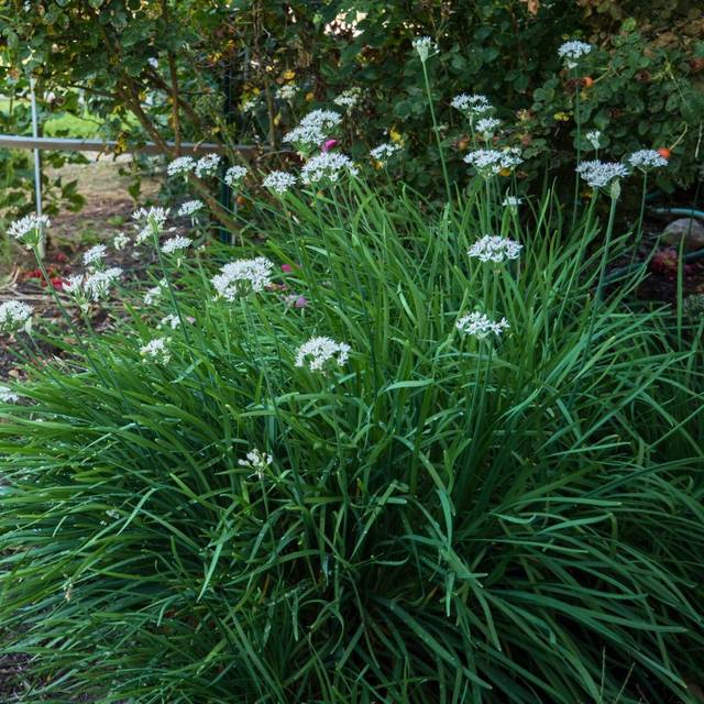 Ciboulette de Chine - Allium tuberosum (F. D. Richards)