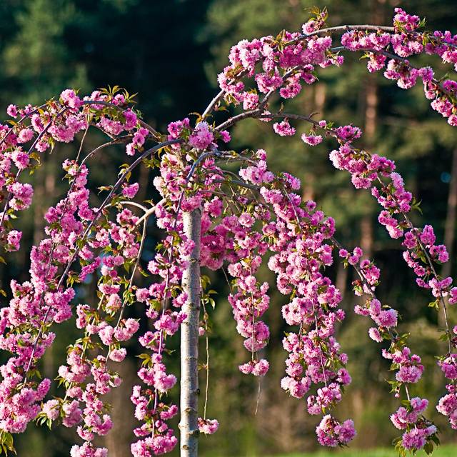 Cerisier à fleurs - Prunus serrulata 'Kiku Shidare Zakura' (François Gaborit)