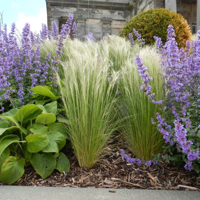 Cheveux d'ange - Stipa tenuifolia ou tenuissima ( Matt Lavin)