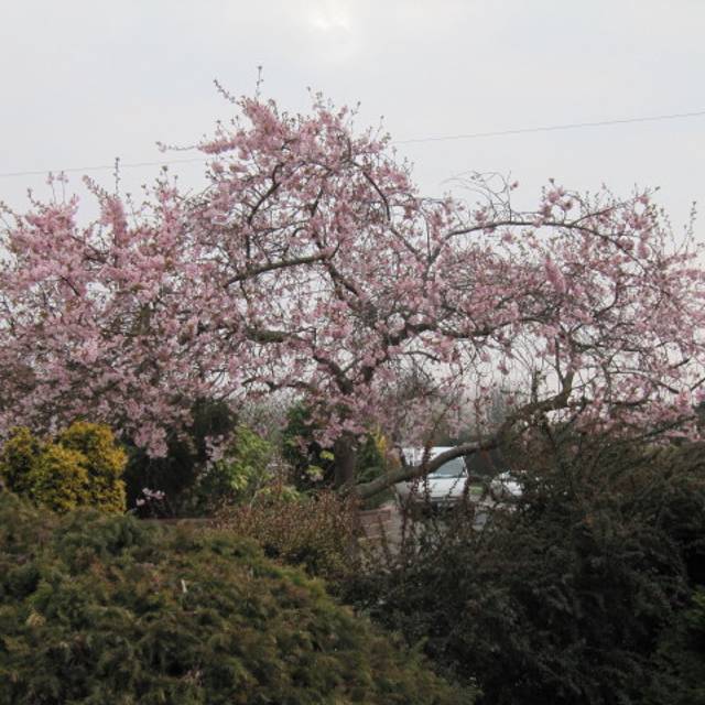 Cerisier à fleurs - Prunus subhirtella 'Autumnalis Rosea' ( Leonora (Ellie) Enking)
