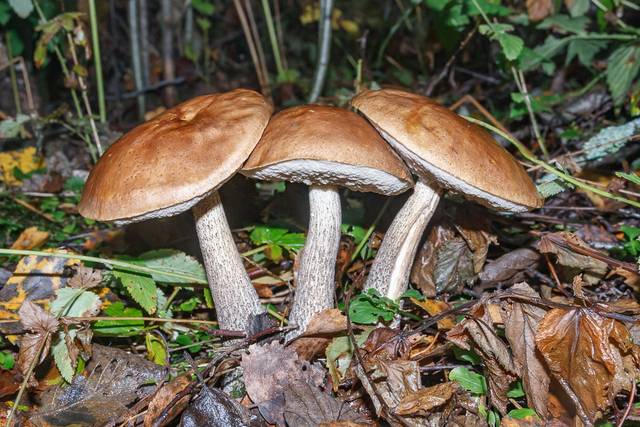 Bolet rude, Leccinum scabrum