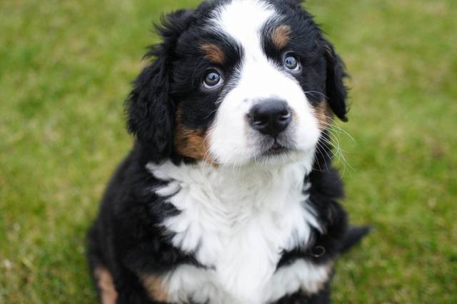 Bouvier bernois (jeune chiot)