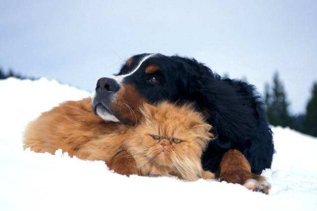 Chien (bouvier bernois) et chat (persan) dans la neige