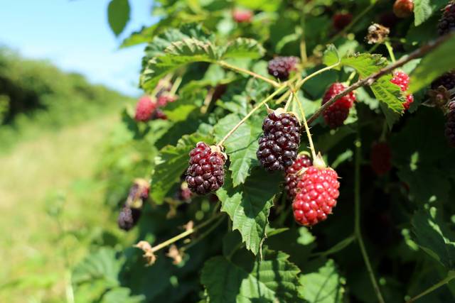 Fruits sur mûrier-framboisier ‘Boysenberry’