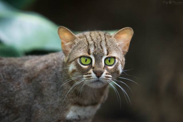 Chat rubigineux (Prionailurus rubiginosus)