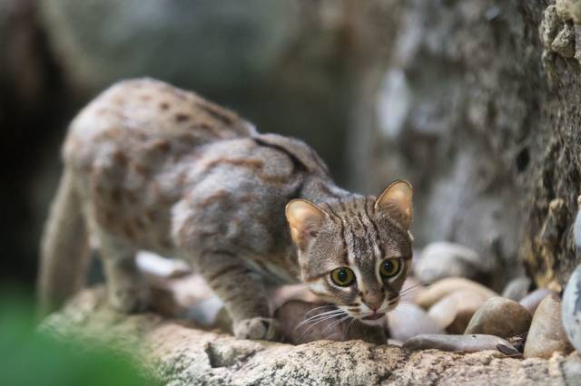 Chat rubigineux