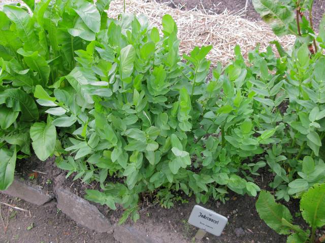 Pied de chervis (Sium sisarum) au potager
