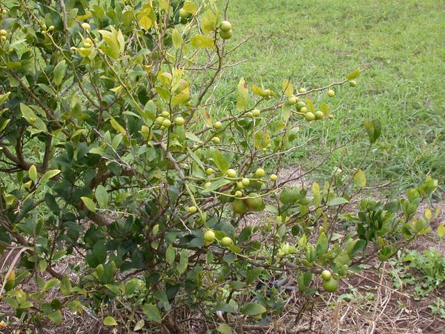 Citrus atteint de la tristeza des agrumes