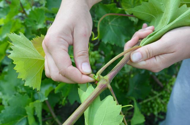 Effeuillage de la vigne