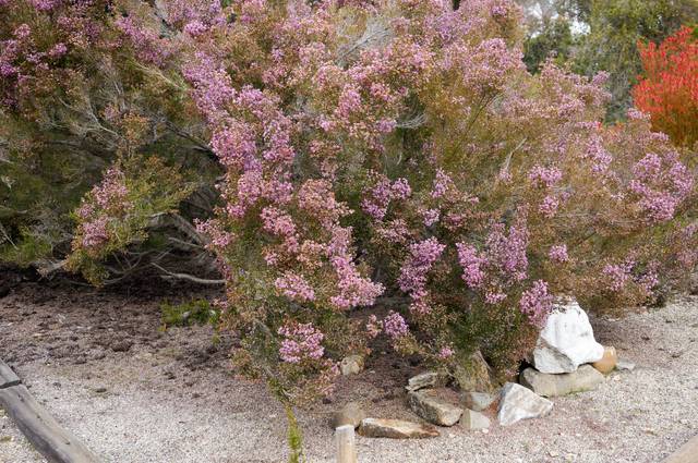 Erica canaliculata, bruyère arbustive de Noël