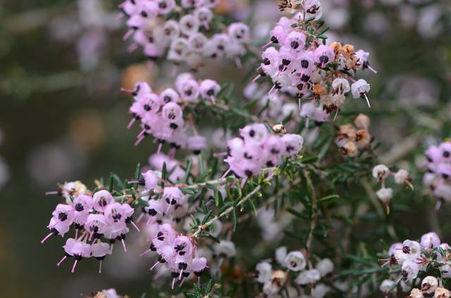 Erica canaliculata : fleurs et feuilles