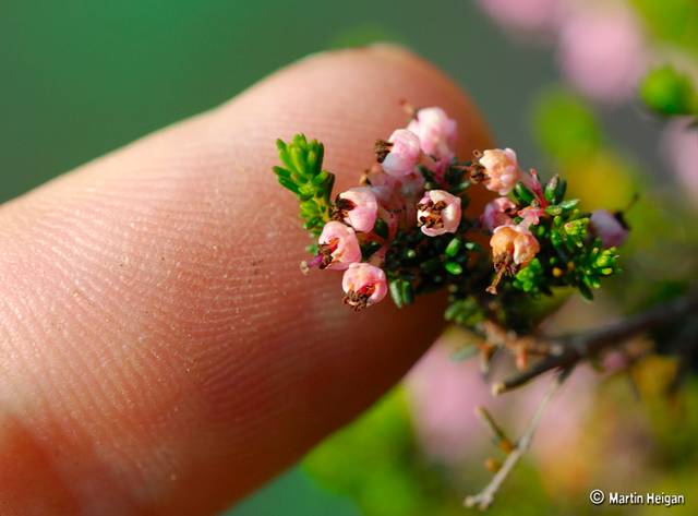 Erica canaliculata : fleurs