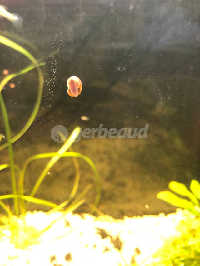 Escargot d'aquarium d'eau douce