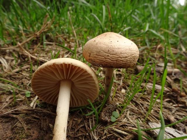 Marasmius oreades, faux mousseron, mousseron d'automne