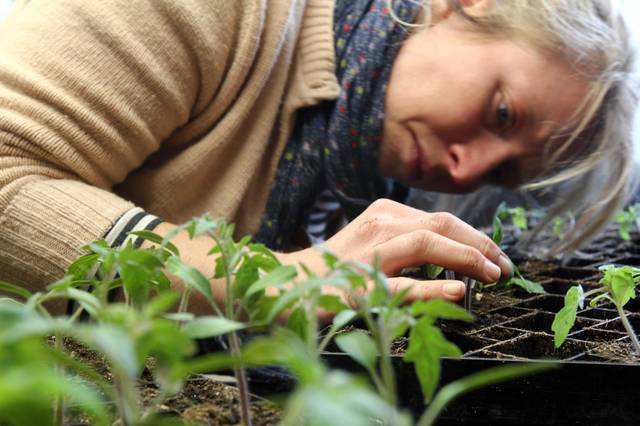 Greffage de plants de tomate