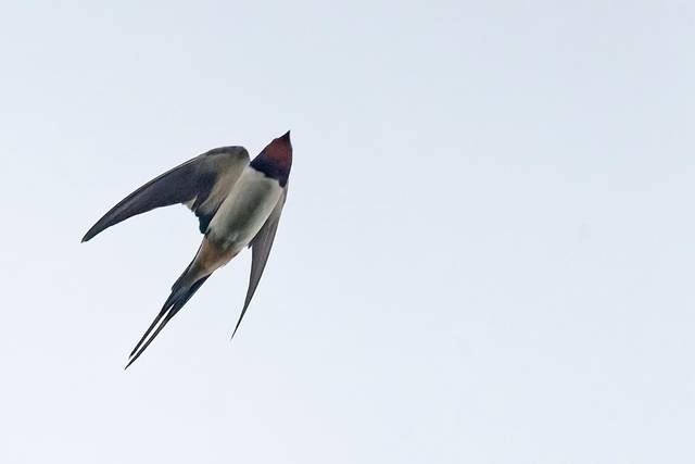 Hirondelle rustique