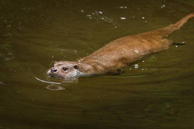 Loutre d'Europe en train de nager