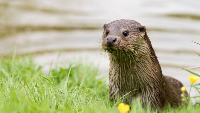 Loutre sortant de l'eau
